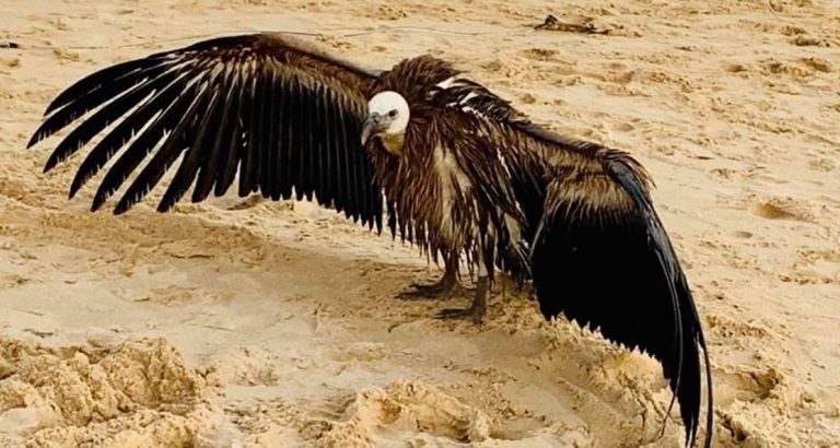 tomorrow-algarve-magazine-community-news-algarve-griffin-vulture-rescue-big