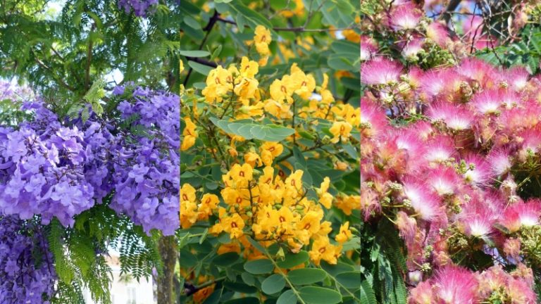 Tomorrow-algarve-magazine-community-news-algarve-sept-2021-flowering-tree-part-one-5