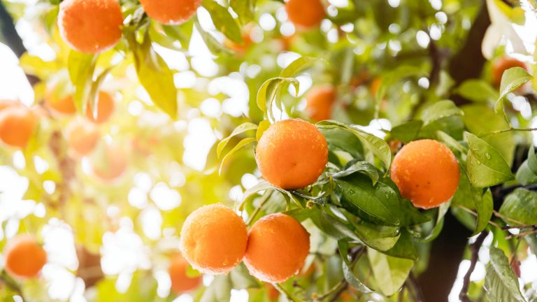Tomorrow-algarve-magazine-community-news-algarve-mar-2017-cooking-with-oranges-1