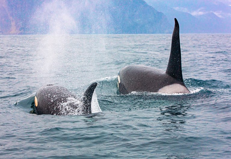 Tomorrow-algarve-magazine-community-news-algarve-november-2022-investigating-orcas-1