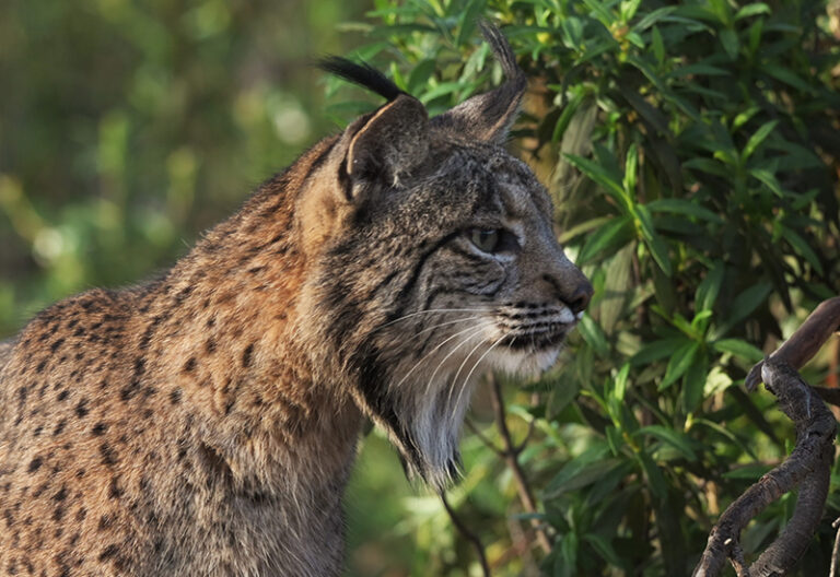 Tomorrow-algarve-magazine-community-news-algarve-blog-august-2024-lynx-iberian-conservation-silves-7