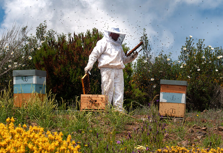 Tomorrow-algarve-magazine-community-news-algarve-blog-may-2025-beekeeper-ze-manuel-bees-honey-sagres-27
