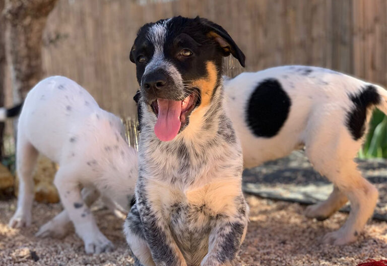 Tomorrow-algarve-magazine-community-news-algarve-blog-june-2025-cadela-carlota-puppies-rescue-neutering-appeal-5