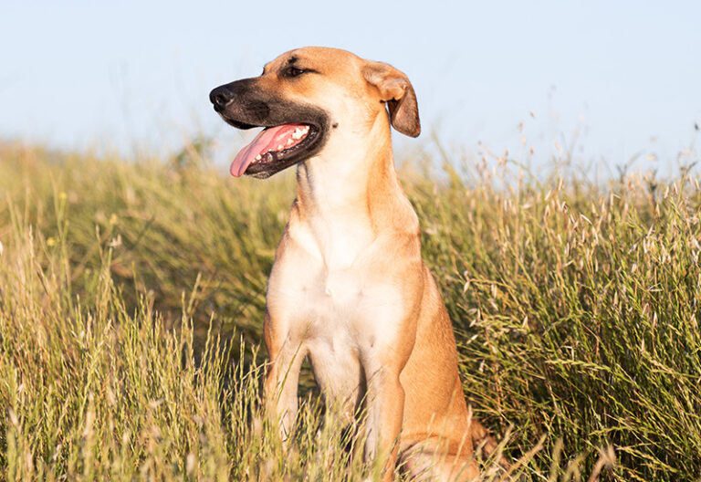 Tomorrow-algarve-magazine-community-news-algarve-blog-june-2025-spring-pets-vet-advice-grass-seeds-1