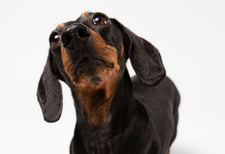 Tomorrow-algarve-magazine-community-news-algarve-blog-july-2025-viagra-sildenafil-heartworm-dogs-pulmonary-hypertension