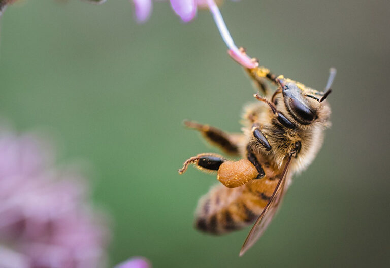 Tomorrow-algarve-magazine-community-news-algarve-blog-august-2025-honey-bees-pollination-algarve-colony-life-queen-bee-4