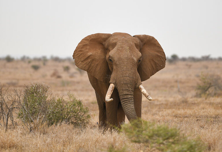 tomorrow-algarve-magazine-september-2025-pangea-elephant-sanctuary-alandroal-portugal-1