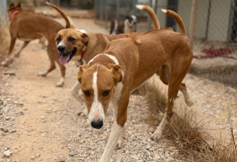 tomorrow-algarve-magazine-september-2025-wigglestail-animal-sanctuary-algarve-rescue-dogs-volunteering-1