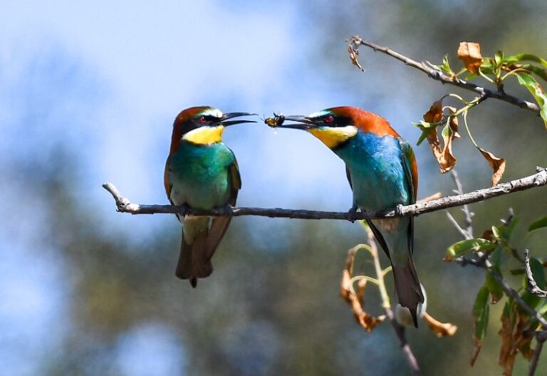 tomorrow-algarve-magazine-october-2025-algarve-bird-festival-cabo-sao-vicente-ecotourism-1
