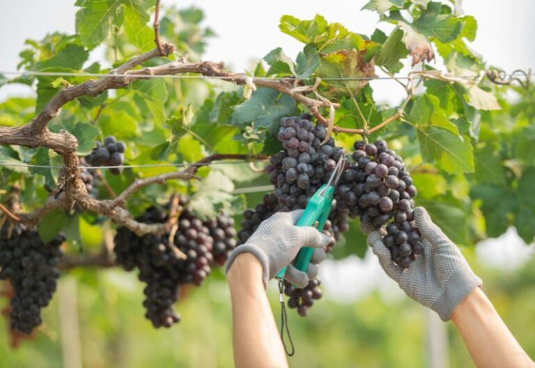 tomorrow-magazine-algarve-october-2025-wine-harvest-algarve-vineyards-expert-insights-5