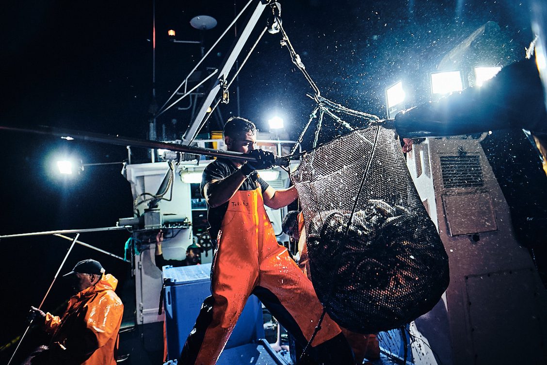 Sardine – The Endless Pursuit of Purse Seine Fishing