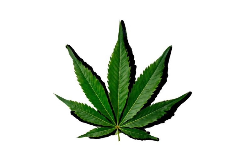 tomorrow_algarve_magazine_november_2025_cannabis_postcards_from_portugal_1