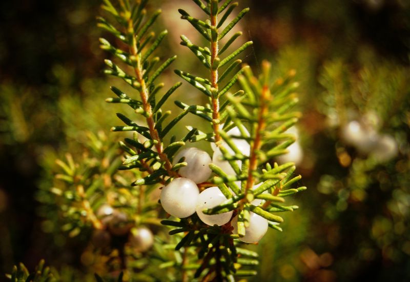 tomorrow_algarve_magazine_november_2025_our_algarve_white_pearls_4