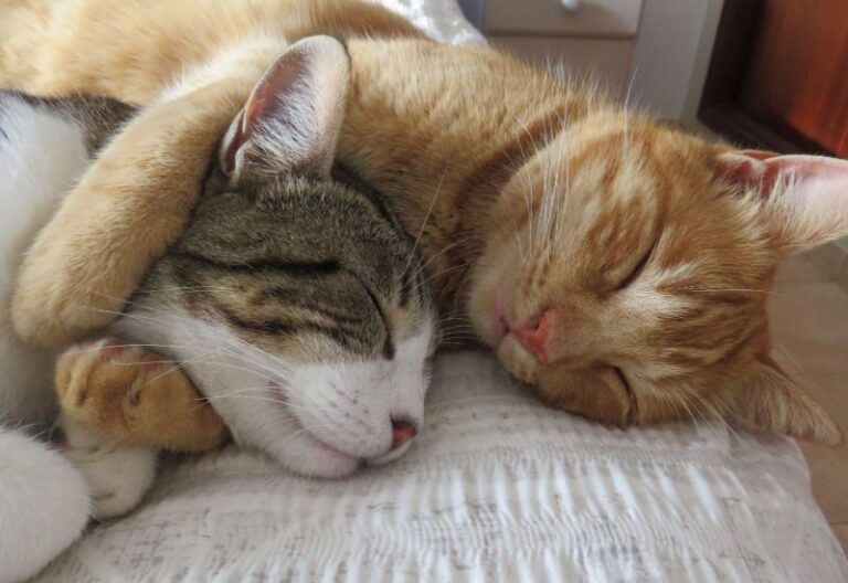 tomorrow-algarve-magazine-december-2025-pet-sitting-guide