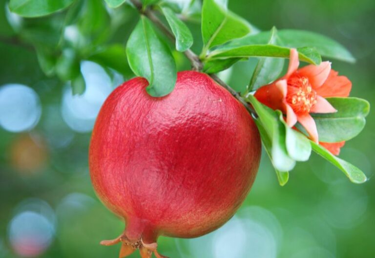 tomorrow-algarve-magazine-december-2025-pomegranate-winter-colour-interiors-red-green-2