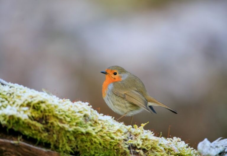 tomorrow-algarve-magazine-december-2025-robin-christmas-bird-winter-algarve-6