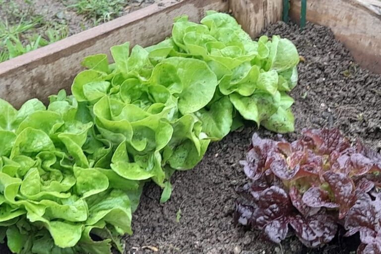 tomorrow-algarve-magazine-march-2026-hugelkultur-allotment-1