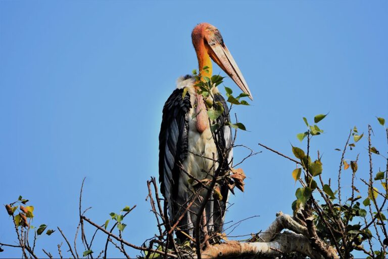 tomorrow-algarve-magazine-march-2026-lagos-zoo-conservation-4