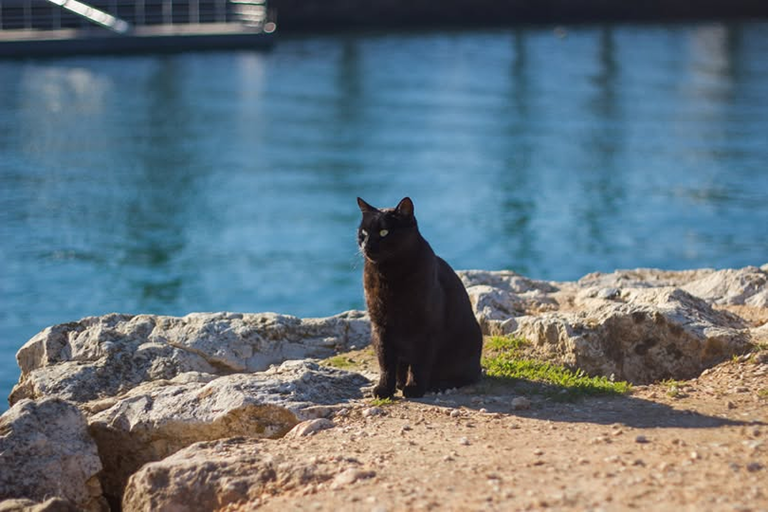 tomorrow-algarve-magazine-april-2026-lagos-ferry-cats-6