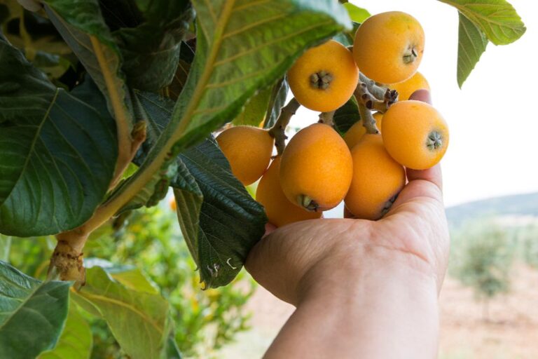 tomorrow-algarve-magazine-april-2026-nespera-fruit-guide-1