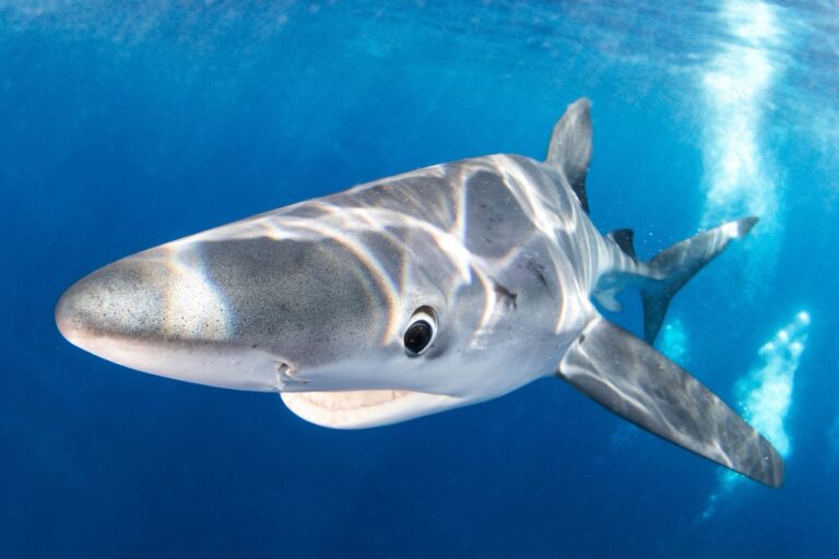 blue-shark-patrol-tomorrow-algarve-magazine-3