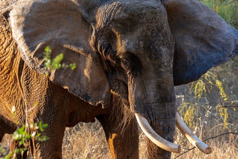 tomorrow-algarve-magazine-august-2026-pangea-elephant-sanctuary-alentejo-julie-retired-circus-elephant-portugal-6