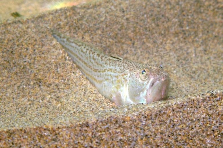tomorrow-algarve-magazine-september-2026-lesser-weever-fish-peixe-aranha-algarve-beach-stings-3