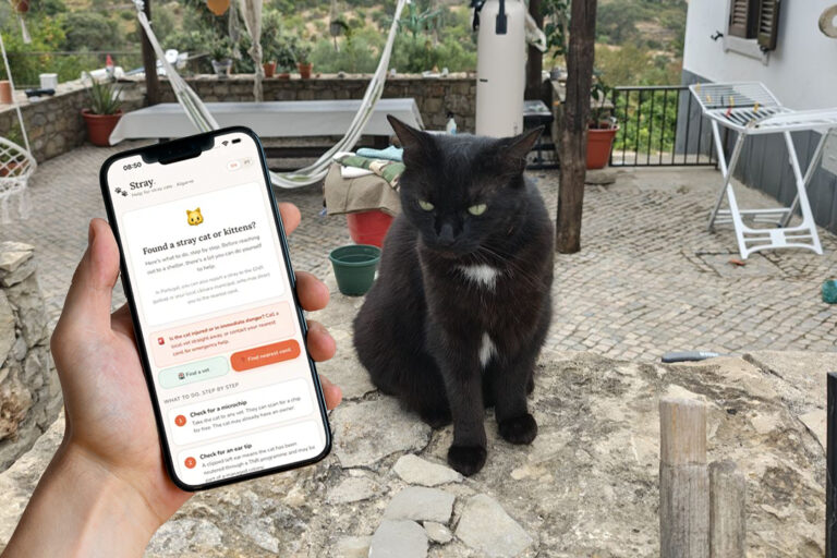 tomorrow-algarve-magazine-october-2026-stray-algarve-cat-help-iain-short-sandra-stray-cats-animal-rescue-algarve-canils-estoi-fundraiser-2